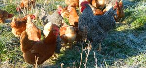HOW MANY EGGS CAN A HEN LAY IN ONE DAY? – Small and backyard poultry