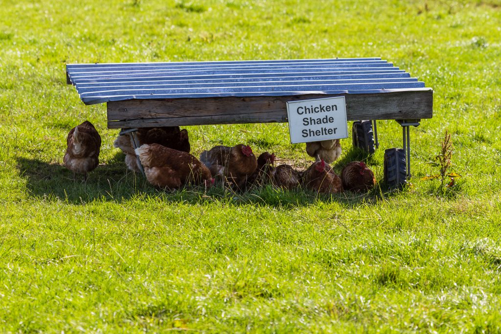 Providing shade to chickens in a field