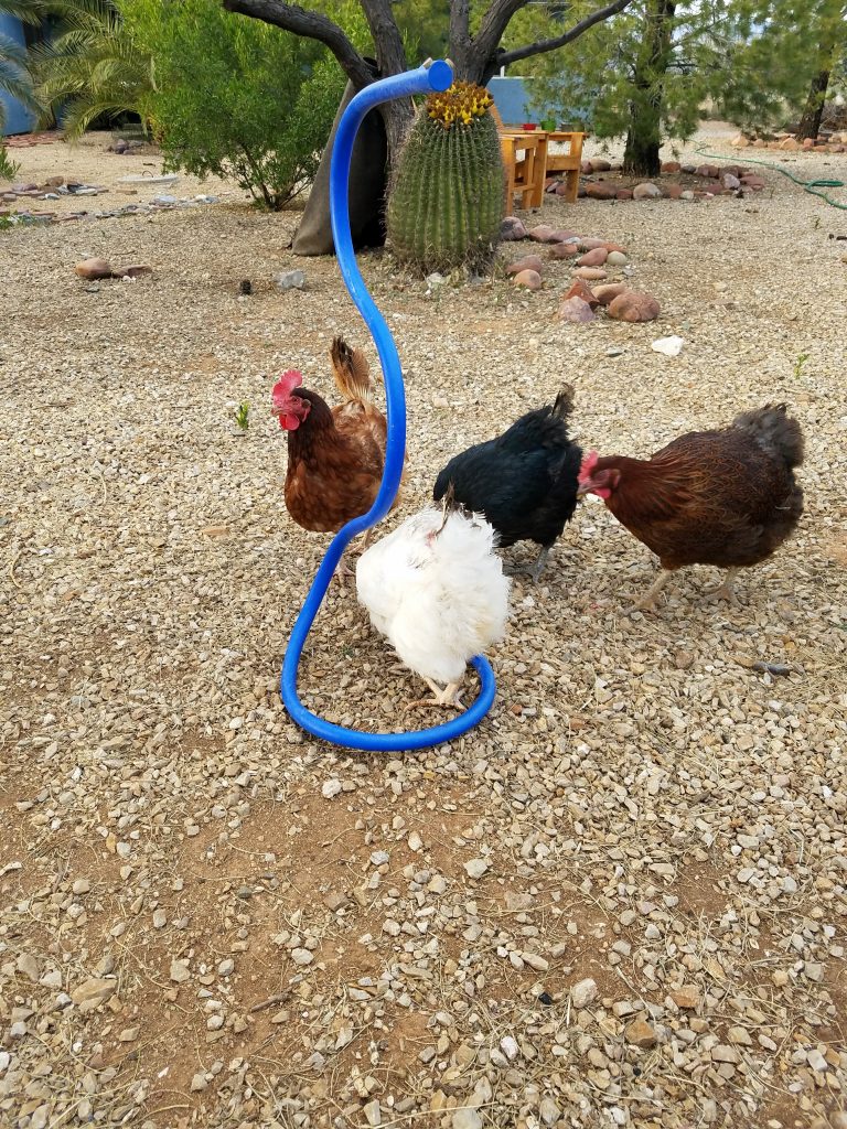 Mister for preventing heat stress in chickens