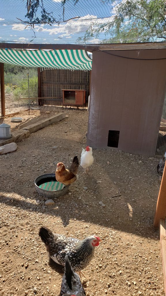 Using a tarp to provide shade to a flock of chickens