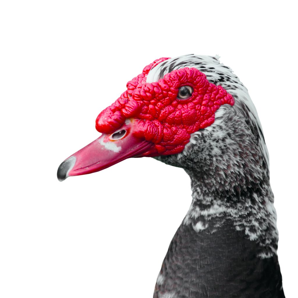 Head of a muscovy duck